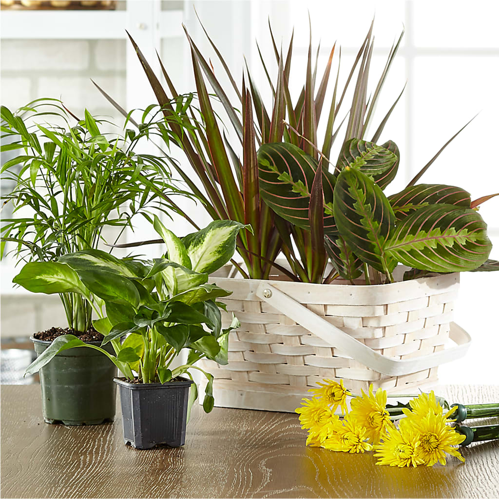 Florist Designed Blooming and Green Plants in a Basket – CLARKSON FLOWERS & GIFTS, Mississauga ON