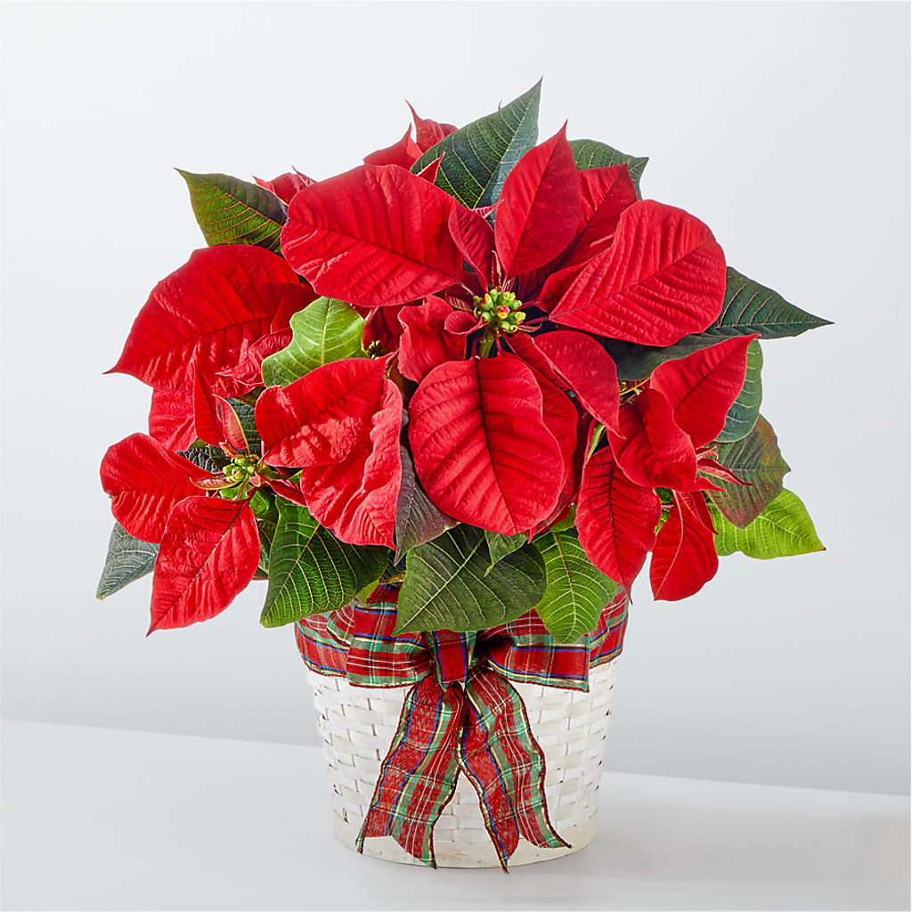 Happiest Holidays Poinsettia – CLARKSON FLOWERS & GIFTS, Mississauga ON