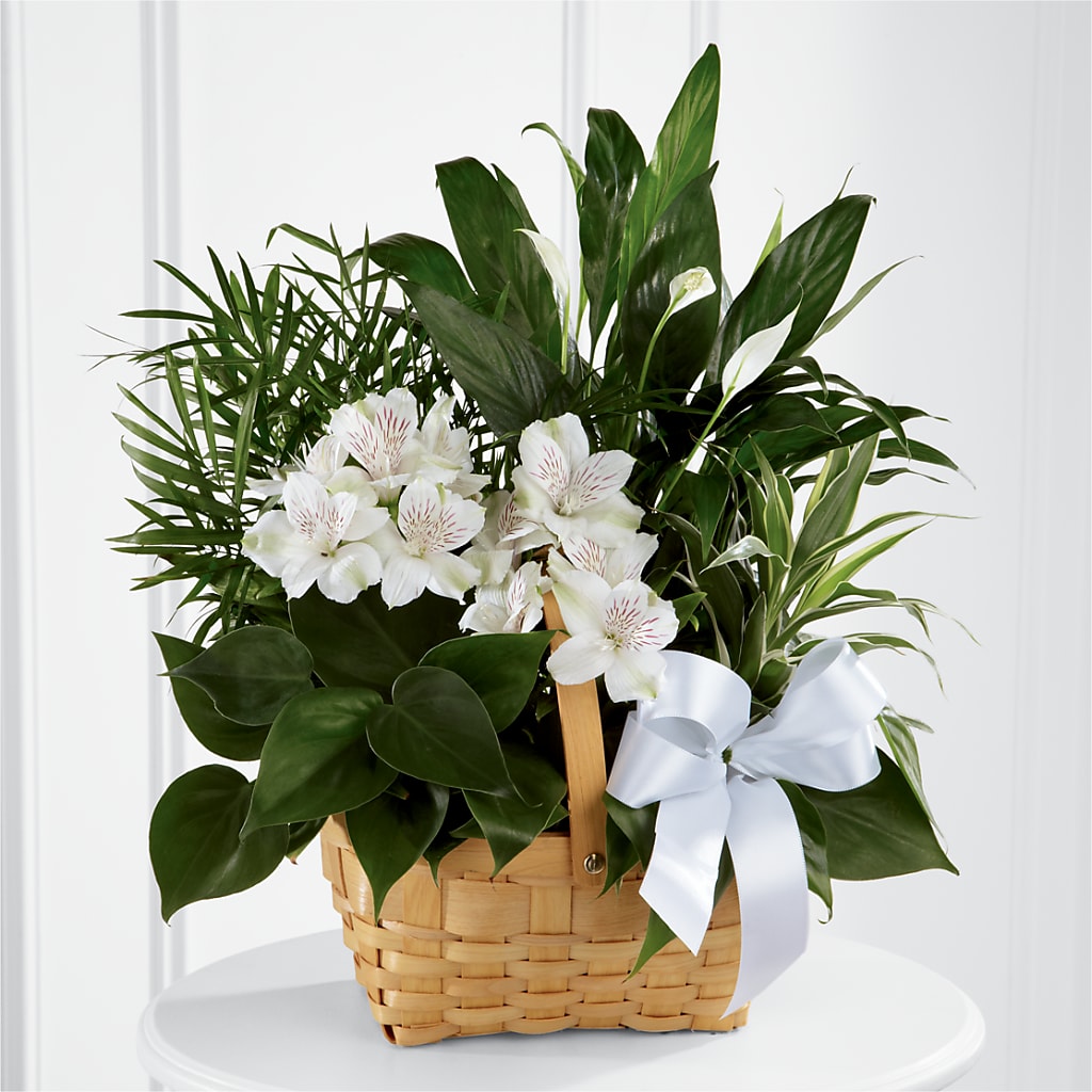 Peace & Serenity Dishgarden – CLARKSON FLOWERS & GIFTS, Mississauga ON