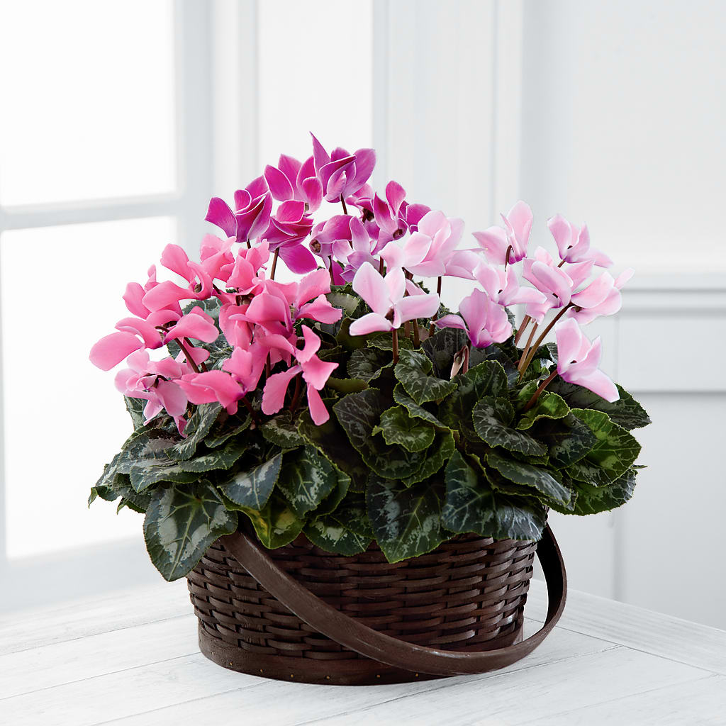 Mixed Cyclamen Planter – CLARKSON FLOWERS & GIFTS, Mississauga ON