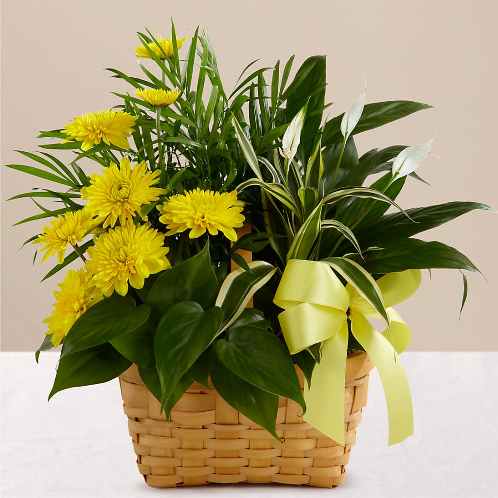 Loving Light Dishgarden – CLARKSON FLOWERS & GIFTS, Mississauga ON