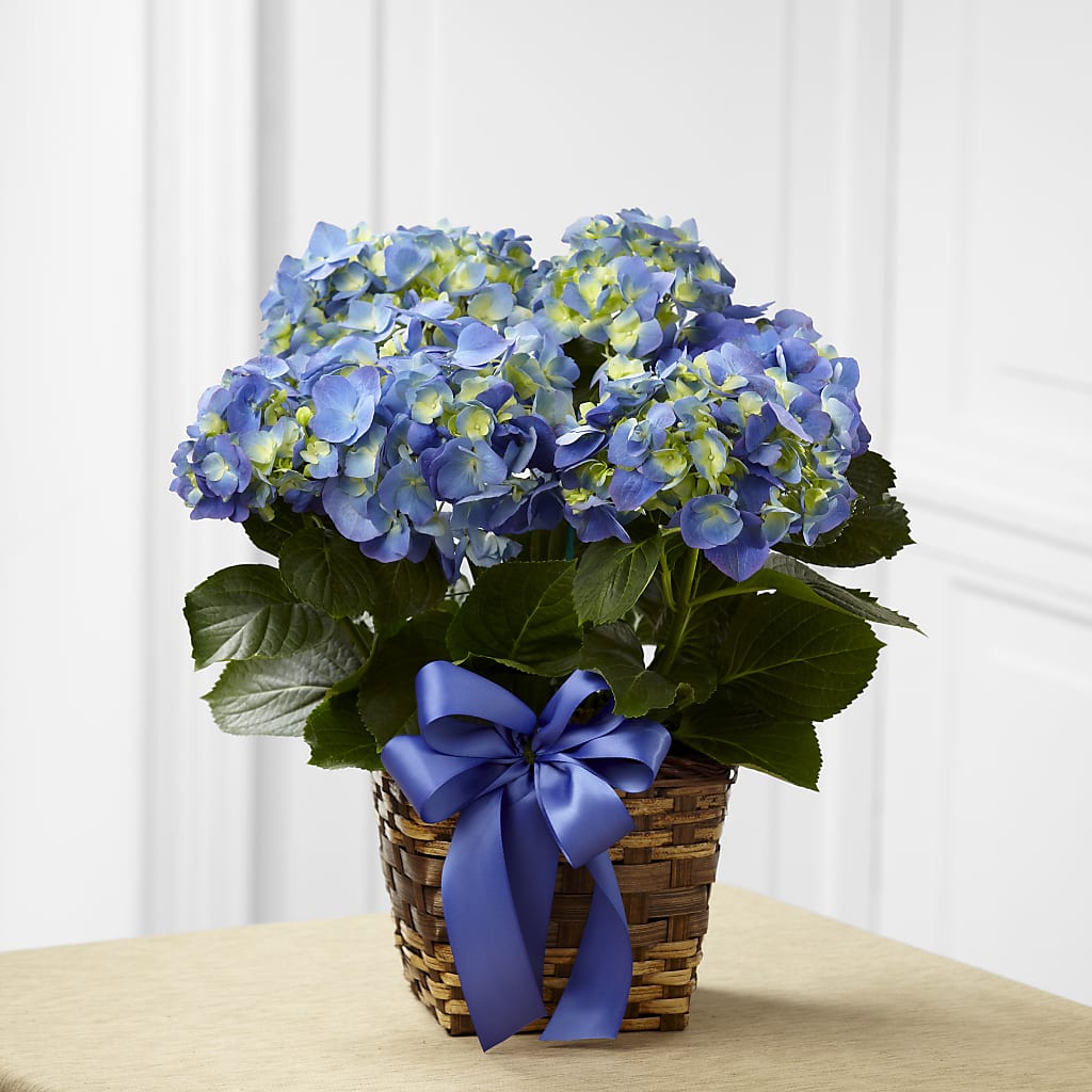 Blue Hydrangea Planter – CLARKSON FLOWERS & GIFTS, Mississauga ON