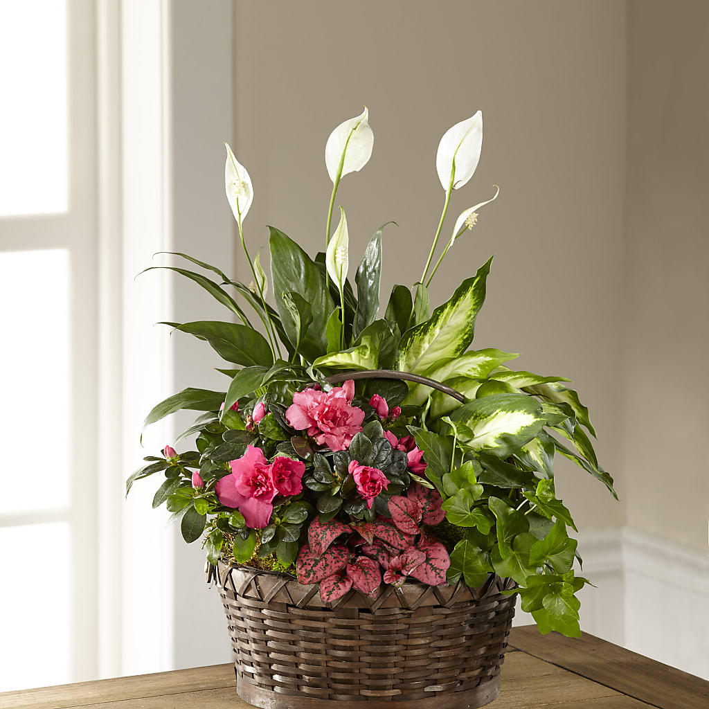 Dream in Pink Dishgarden – CLARKSON FLOWERS & GIFTS, Mississauga ON