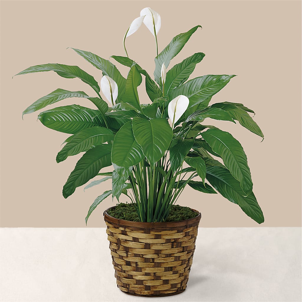 Tranquil Moments Peace Lily Plant – CLARKSON FLOWERS & GIFTS, Mississauga ON