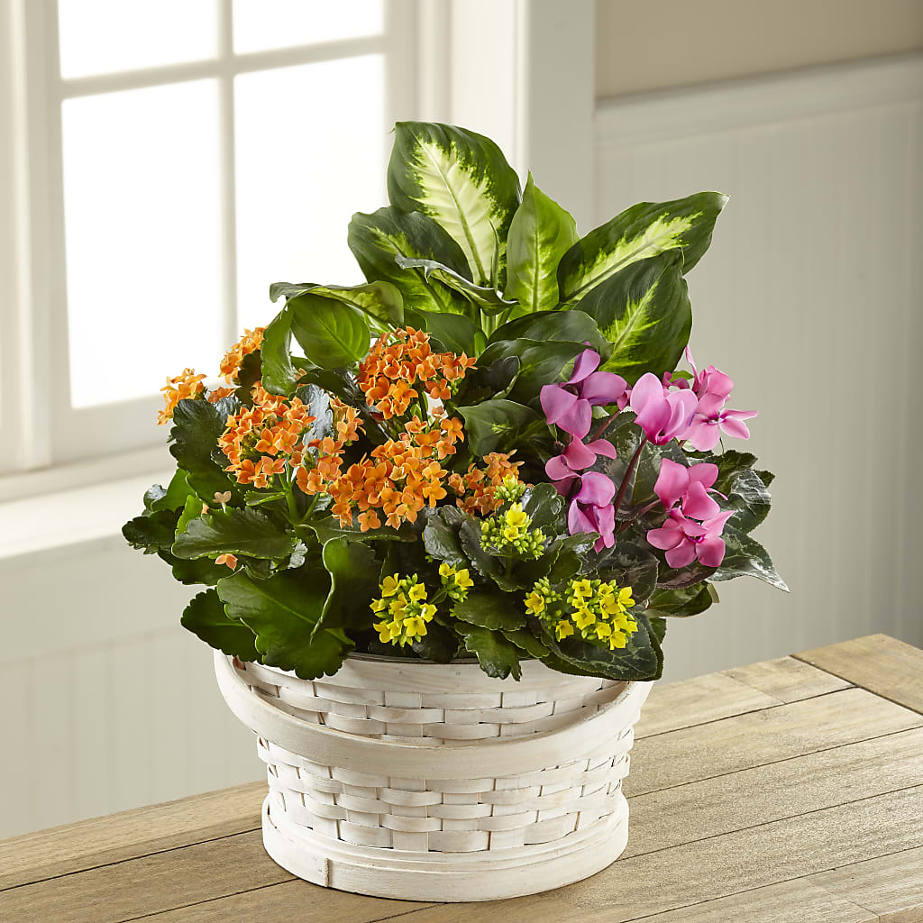 Color Crush Dishgarden – CLARKSON FLOWERS & GIFTS, Mississauga ON