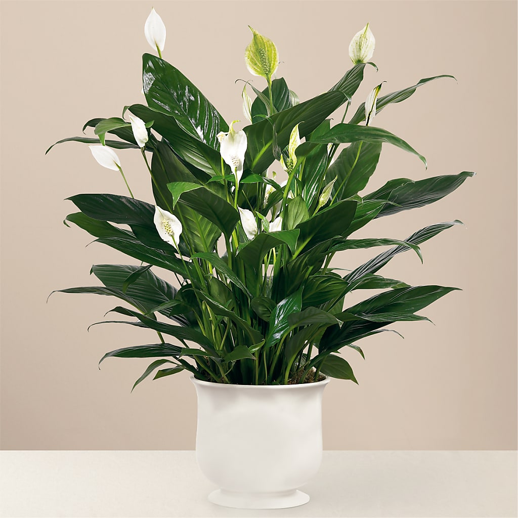 Comfort Planter – CLARKSON FLOWERS & GIFTS, Mississauga ON