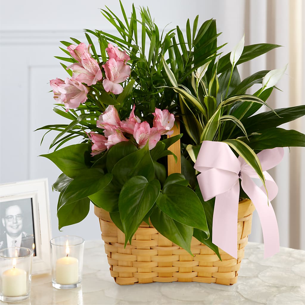 Living Spirit Dishgarden – CLARKSON FLOWERS & GIFTS, Mississauga ON