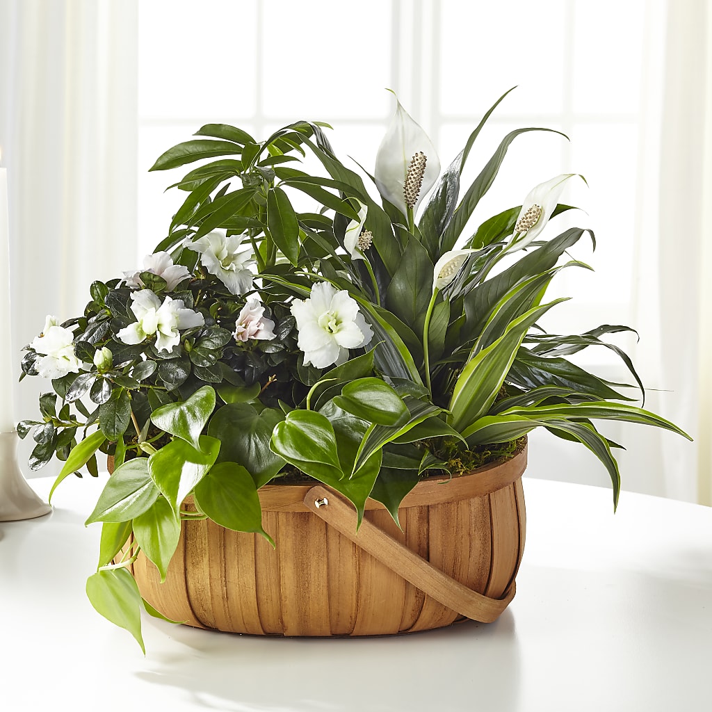 Serene Dishgarden – CLARKSON FLOWERS & GIFTS, Mississauga ON