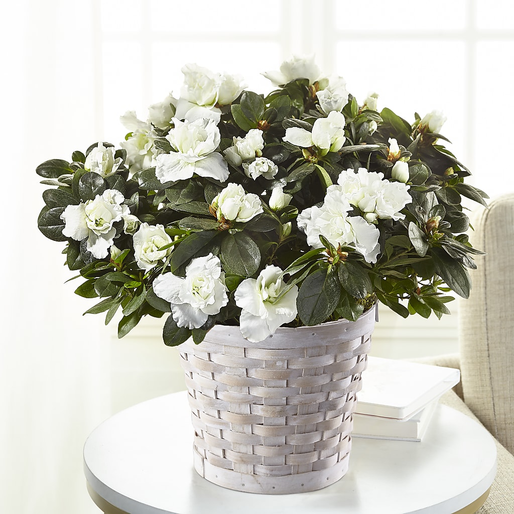 White Azalea Plant – CLARKSON FLOWERS & GIFTS, Mississauga ON