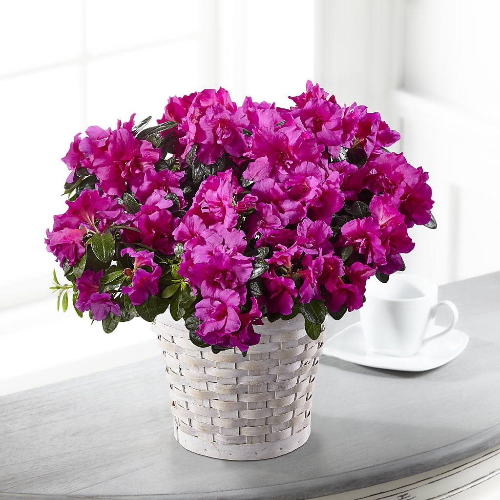 Hope & Serenity Azalea Plant – CLARKSON FLOWERS & GIFTS, Mississauga ON