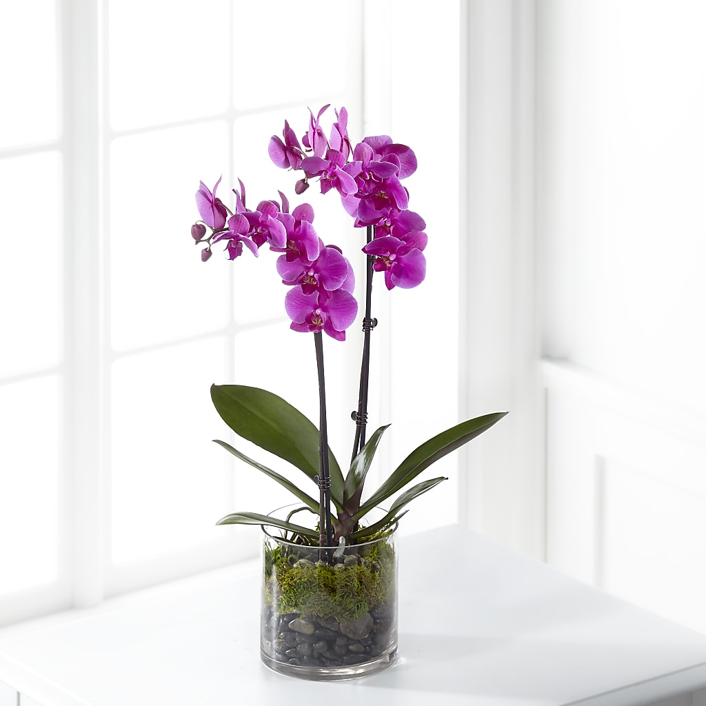 Pink Orchid Plant – CLARKSON FLOWERS & GIFTS, Mississauga ON