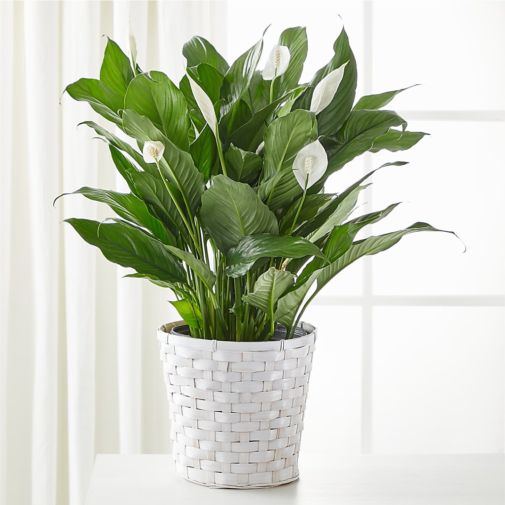 A New Leaf Peace Lily – CLARKSON FLOWERS & GIFTS, Mississauga ON