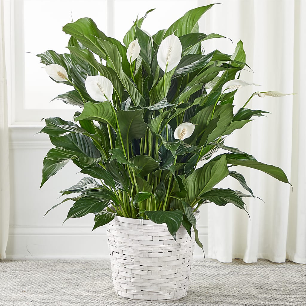 A New Leaf Peace Lily – CLARKSON FLOWERS & GIFTS, Mississauga ON