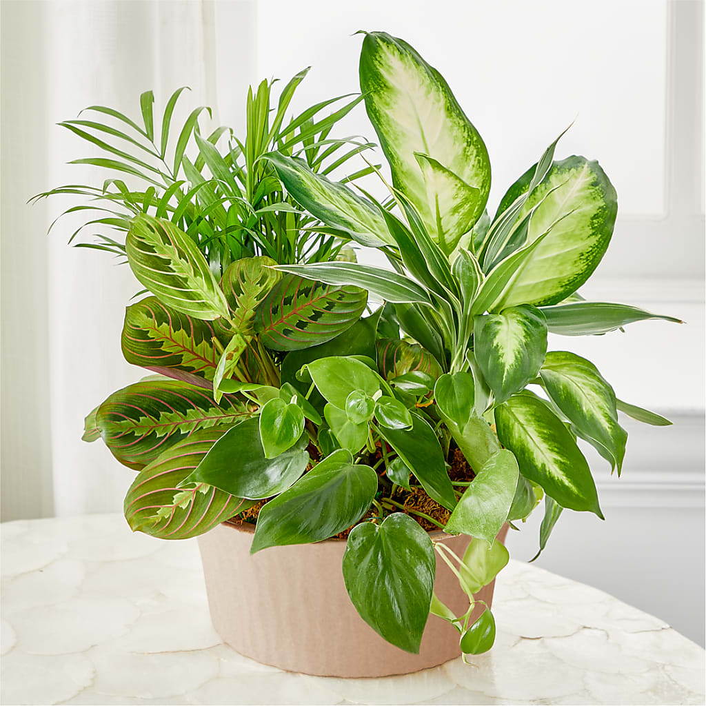 Balance & Harmony Dishgarden – CLARKSON FLOWERS & GIFTS, Mississauga ON
