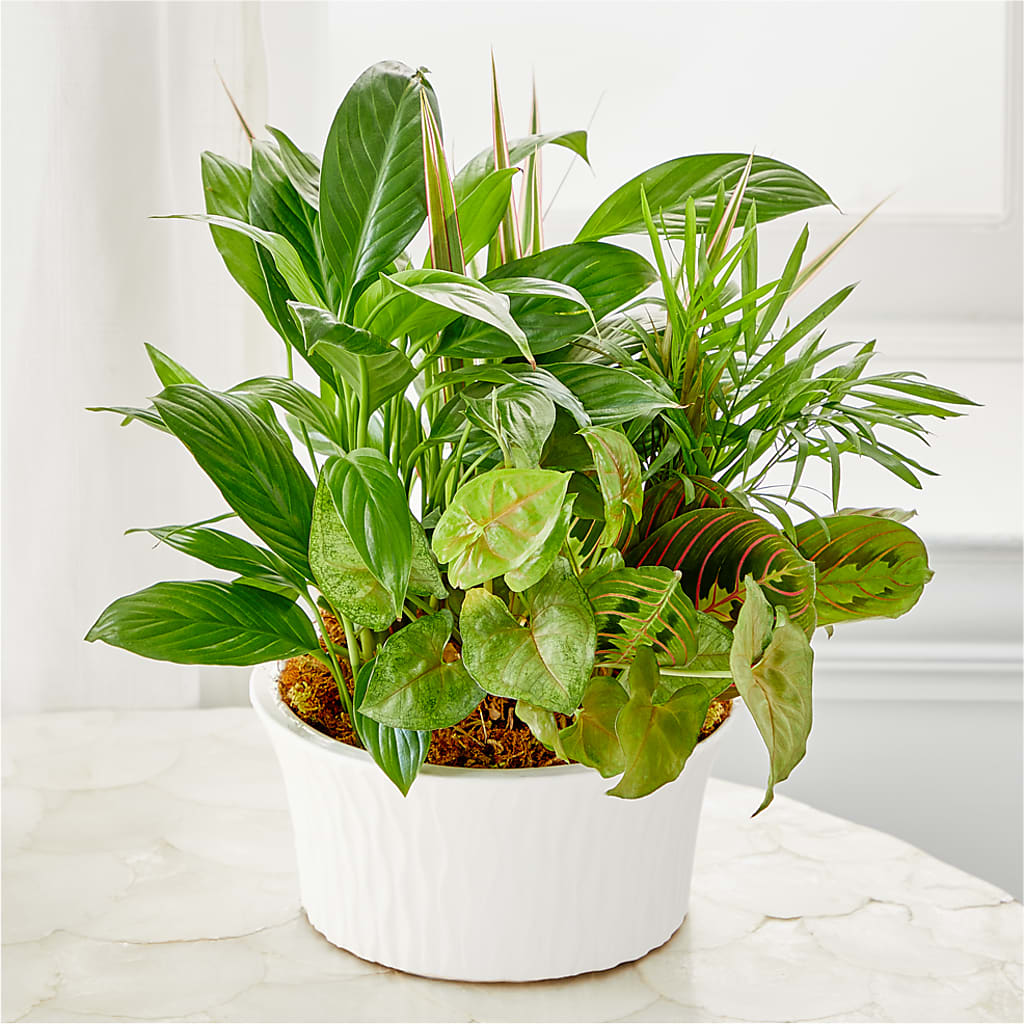 Balance & Harmony Dishgarden – CLARKSON FLOWERS & GIFTS, Mississauga ON