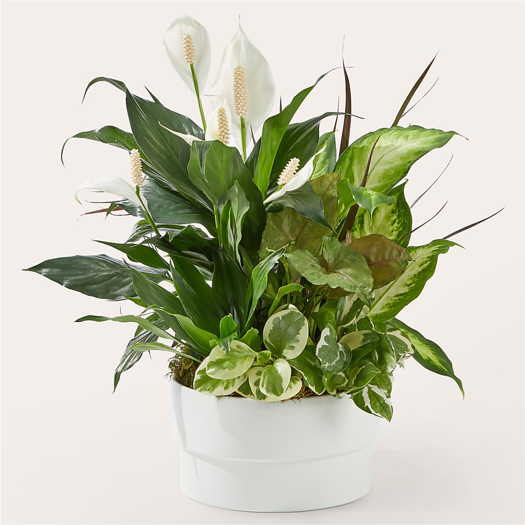 Radiating Positivity Dishgarden – CLARKSON FLOWERS & GIFTS, Mississauga ON