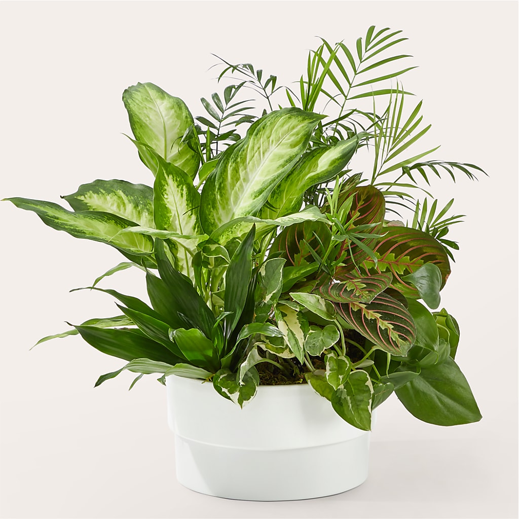 Radiating Positivity Dishgarden – CLARKSON FLOWERS & GIFTS, Mississauga ON
