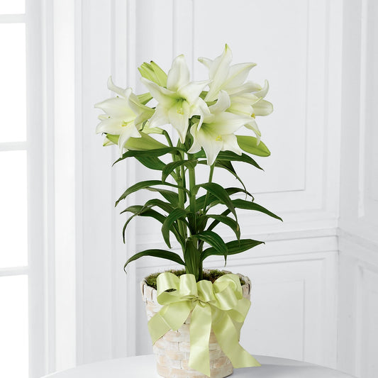 Easter Lily Plant – CLARKSON FLOWERS & GIFTS, Mississauga ON