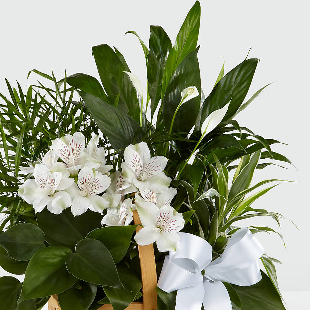 Peace & Serenity Dishgarden – CLARKSON FLOWERS & GIFTS, Mississauga ON