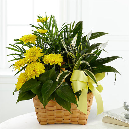 Loving Light Dishgarden – CLARKSON FLOWERS & GIFTS, Mississauga ON