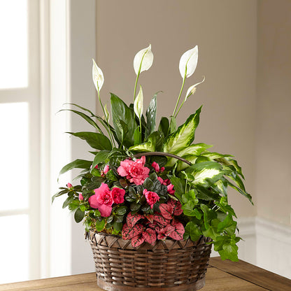 Dream in Pink Dishgarden – CLARKSON FLOWERS & GIFTS, Mississauga ON
