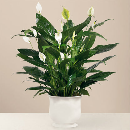 Comfort Planter – CLARKSON FLOWERS & GIFTS, Mississauga ON