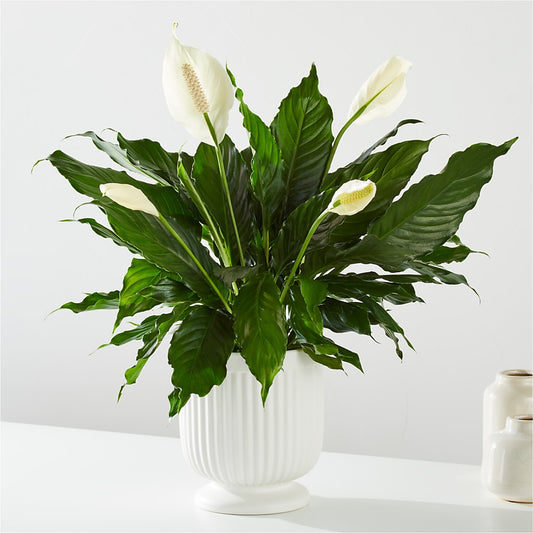 Comfort Planter – CLARKSON FLOWERS & GIFTS, Mississauga ON