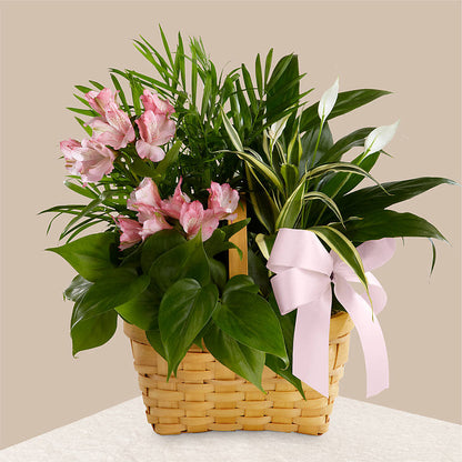 Living Spirit Dishgarden – CLARKSON FLOWERS & GIFTS, Mississauga ON