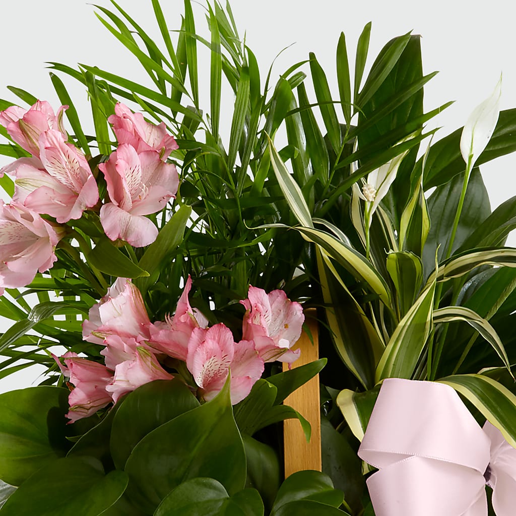 Living Spirit Dishgarden – CLARKSON FLOWERS & GIFTS, Mississauga ON