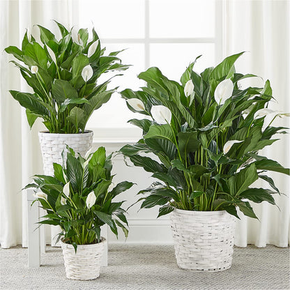 A New Leaf Peace Lily – CLARKSON FLOWERS & GIFTS, Mississauga ON