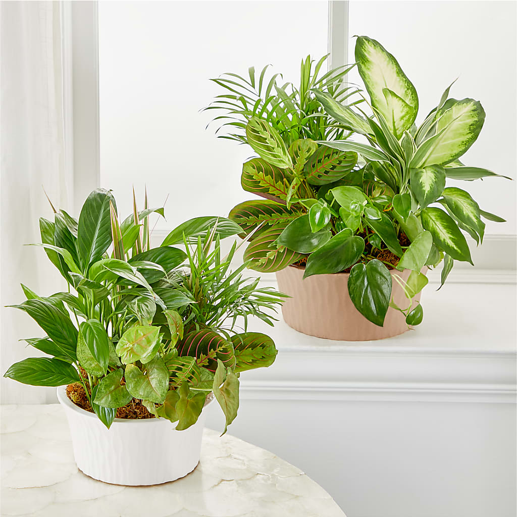 Balance & Harmony Dishgarden – CLARKSON FLOWERS & GIFTS, Mississauga ON