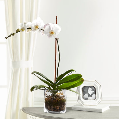 White Orchid Planter – CLARKSON FLOWERS & GIFTS, Mississauga ON
